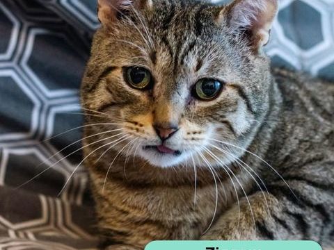 Ziggow, chat &agrave; adopter 180 44340 Bouguenais