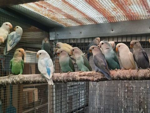 Roseicollis 30 61000 Alen�on