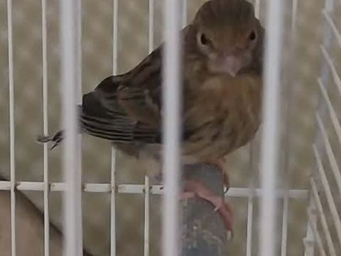 Canaris 20 17260 G�mozac