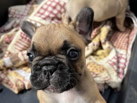 Chiots bouledogue Français 1000 83200 Toulon