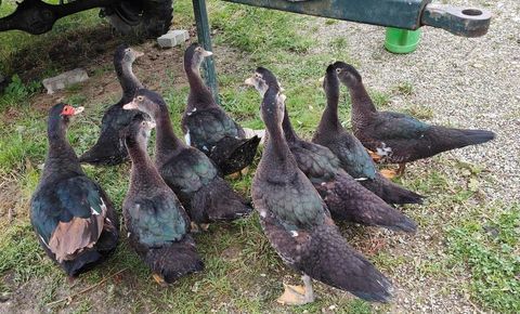 Canard de Barbarie 20 67660 Betschdorf