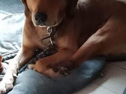 Chien BANDIT &agrave; l adoption 100 07370 Eclassan