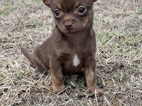 Magnifiques type chiots Chihuahua poils courts 850 17460 Rioux