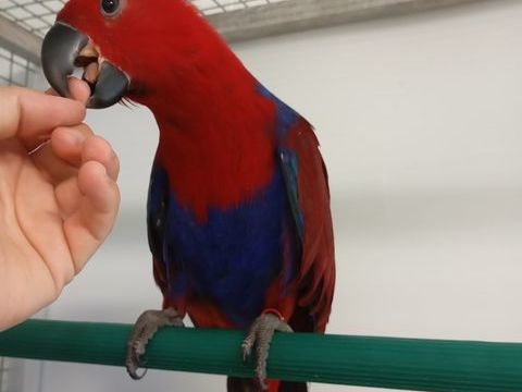 Jeunes Perroquets Eclectus 800 47430 Caumont-sur-garonne