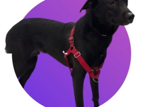 PIMOUSSE, n&eacute; le 15/03/25, taille moyenne 17-18 kg, &agrave; l'adoption 300 28250 Senonches