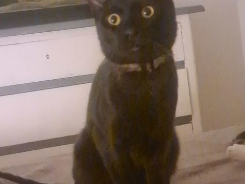 Donne chat noir 0 64600 Anglet