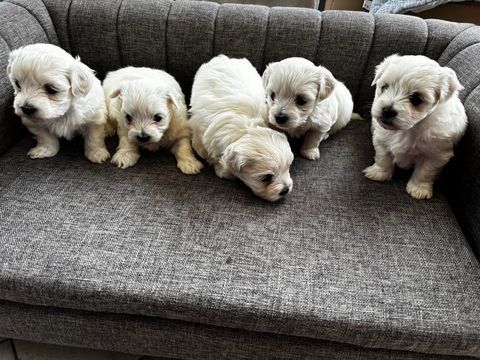 Vends chiots Bichon Maltais 900 44470 Carquefou