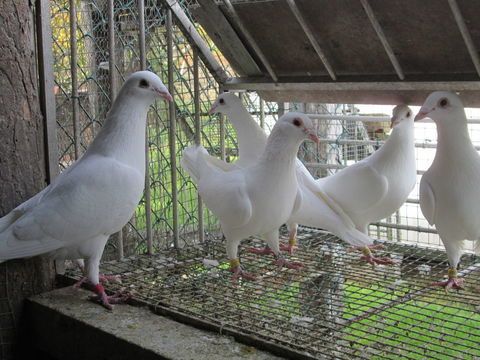 PIGEONS VOYAGEURS BLANCS 30 80150 Crcy-en-ponthieu