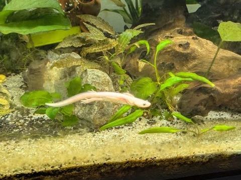 Poisson pleurodel 25 77140 Nemours