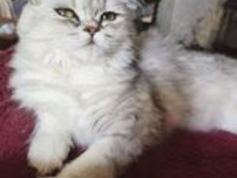   Chaton/Chat Persan LOOF 
