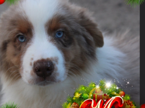 Bergers Australiens chiots LOF disponibles 800 85600 Montaigu