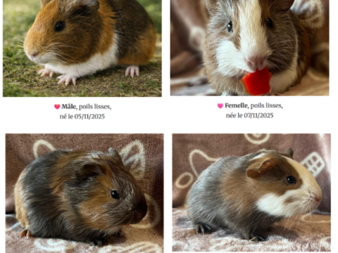 B&eacute;b&eacute;s cochons d'Inde m&acirc;le 30 38630 Les aveni�res