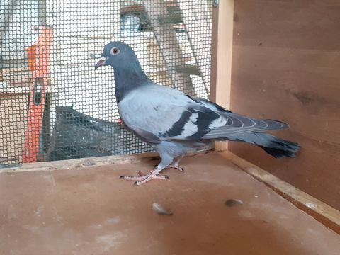 JEUNES PIGEONS TYPE VOYAGEUR  DE  COULEUR  BLEUE 5 33130 Bègles