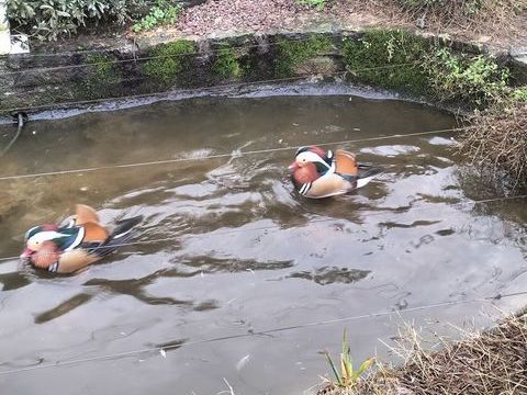 Canard mandarin 60 29820 Guilers