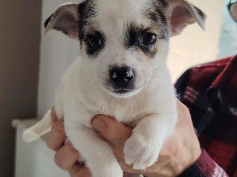 Chihuahua a reserver 699 45300 Manchecourt