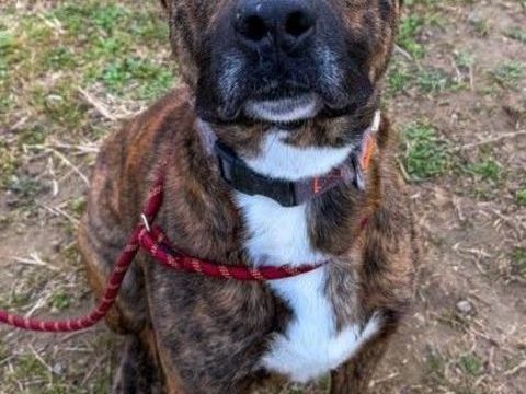 FLINN, berger 3 ans SAUVETAGE 0 34500 B�ziers