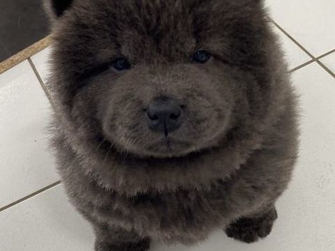 Chow-chow 1900 44860 Saint-aignan-grandlieu