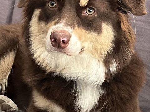 Gentille femelle &agrave; donner 0 33600 Pessac