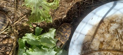 Tortues terrestres 45 34450 Vias