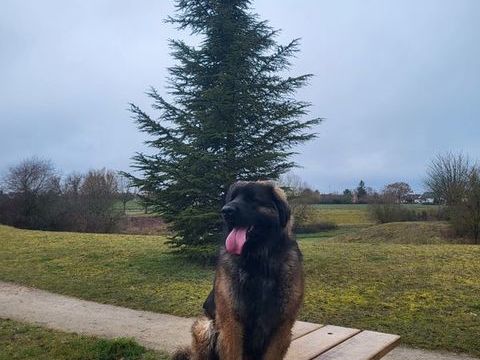 Leonberg pour saillie 1000 45380 Chaingy