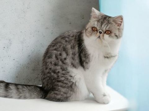 Exotic Shorthair LOOF 550 29480 Le relecq-kerhuon