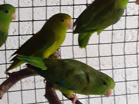 Toui ete passerinus passerinus 50 22380 Notre dame du guildo