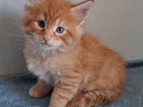 CHATONS MAINE COONS MALES ET FEMELLES 1400 38530 Pontcharra