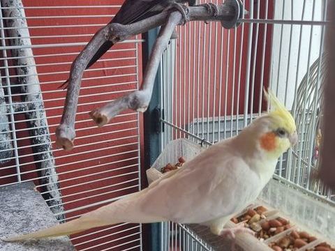 Calopsit 100 06100 Nice