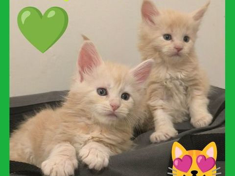 Maine coon LOOF  1400 77460 Souppes-sur-loing