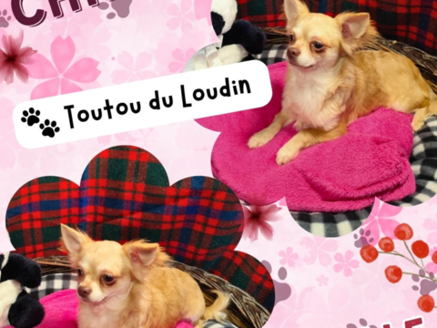 Chiot chihuahua femelle poils longs 600 18140 Prcy