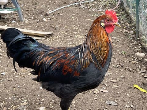 Jeune coq Leghorn / Isa Brown / Warren 0 69420 Trves