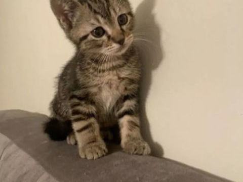 Famille recherche chaton sevr&eacute; Vienne 0 38200 Vienne