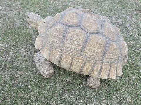 Tortue sulcata 55cm 1500 62000 Arras
