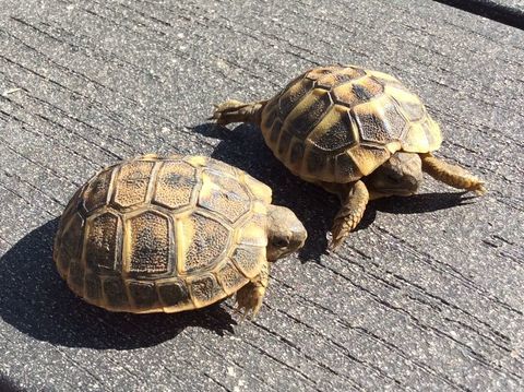 Tortues de terre 50 34500 Bziers