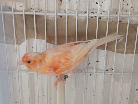 Mal canari chanteur  30 77600 Bussy-saint-georges