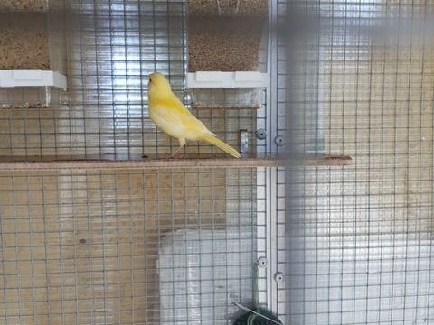  4 magnifiques canaris 25 83230 Bormes-les-mimosas