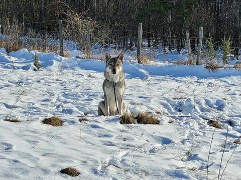 Chien JADU &agrave; l adoption 300 38200 Chuzelles