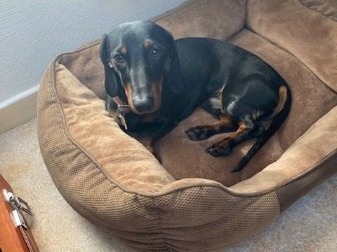 M&acirc;le Teckel nain disponible pour saillie 300 69730 Genay