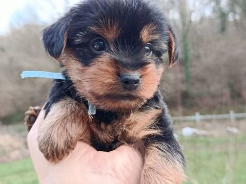 Chiots Yorkshire Terriers 1000 28130 Pierres