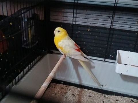 Croupion m&acirc;le 35 59280 Armenti�res