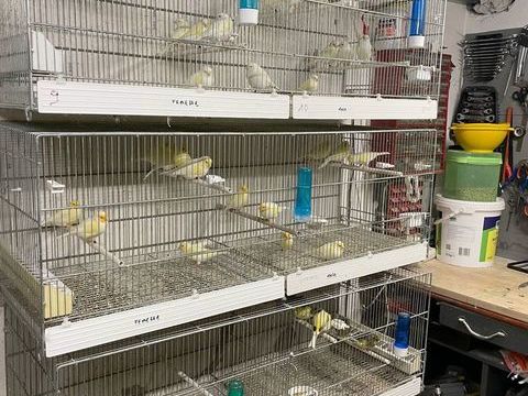 canaris 50 57450 Farbersviller