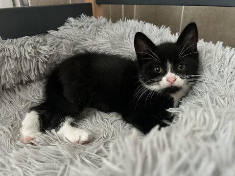 Luna ( chatonne) , petite boule d'amour née le 1 avril 2025 80 62149 Annequin