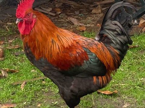 Coq Marans et Coq Araucana x Marans 25 38260 Faramans