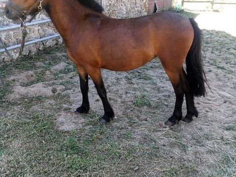 Ponette 1200 53240 La bigottire