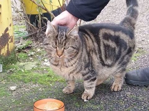 Chat adulte 0 71100 Chalon-sur-sa�ne