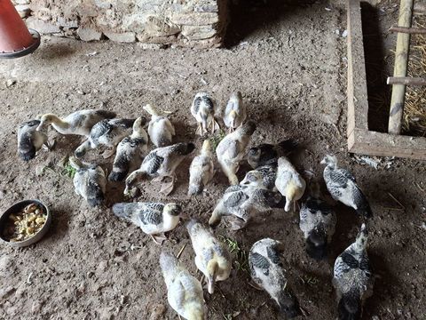 Canard de barbarie 7 semaines 1 12160 Baraqueville