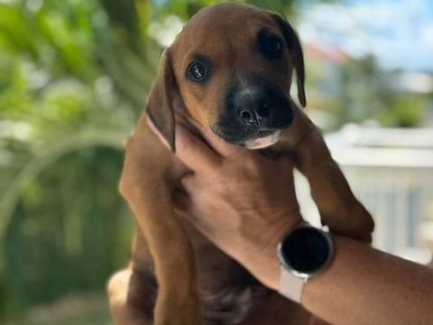 GOLIATH le ptit mignon 300 94000 Cr�teil