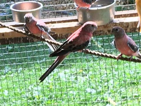 perruches de bourke 35 71240 Sennecey-le-grand