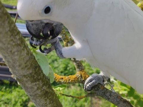 Cacato&egrave;s &agrave; huppe jaune (gal&eacute;rita) 2000 30100 Al�s