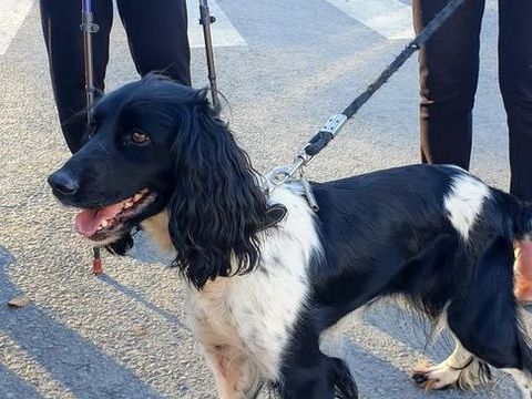 Don chienne  0 03100 Montlu�on